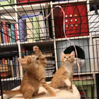 Photo of Comet (White Collar)