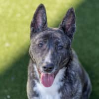 Photo of Sharpay Imp 957