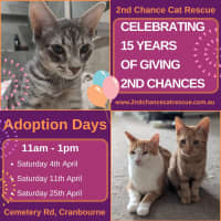 Photo of Ren **2nd Chance Cat Rescue **