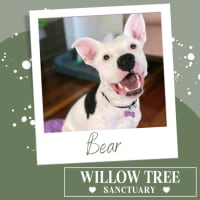 Photo of Bear