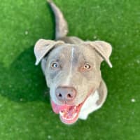 Photo of Rigby Imp 2134