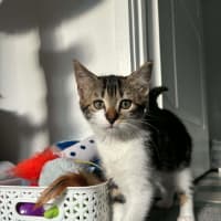 Photo of Missy Meet Me@Petstock Carrum Downs Store