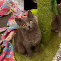 Photo of Mochi