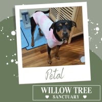 Photo of Petal