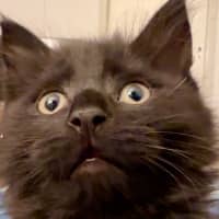 Photo of Tylenol Aka Ty