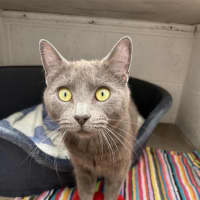 Photo of Gulliver