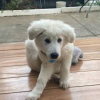 Photo of Marley