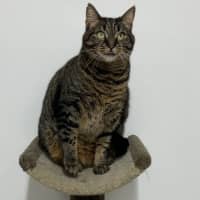 Photo of Tigreca