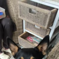 Photo of Luna