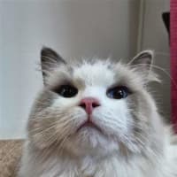 Photo of Milo