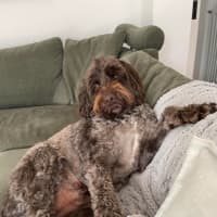 Photo of Murphy 