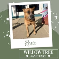 Photo of Rosie