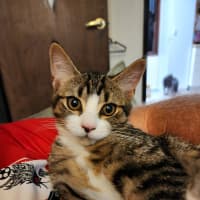 Photo of Melody