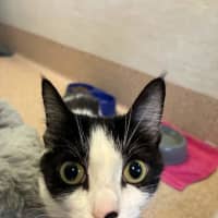 Photo of Penni