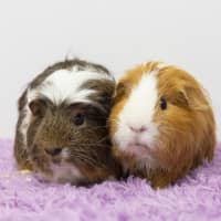 Photo of Indigo Berry