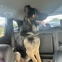 Photo of Pretzel (Eddie)