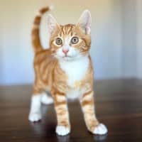 Photo of Monkey   Located In Templestowe