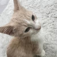 Photo of Stumpy