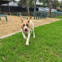 Photo of Rover