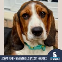Photo of June   5 Month Old Basset Hound X Beagalier