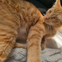 Photo of Dorito