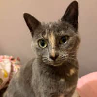 Photo of Luna