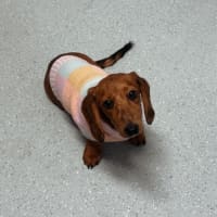 Photo of Poppy Puppy