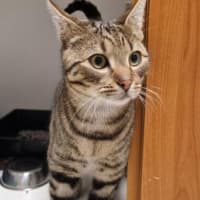 Photo of Juno