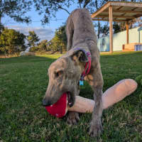 Photo of Marsupalami