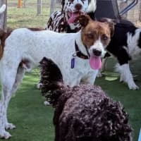 Photo of Milo   16 Month Old Jack Russell X Kelpie