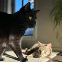 Photo of Oni (Brindle) And Nookie (Black)