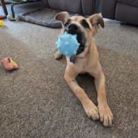 Photo of Trixie