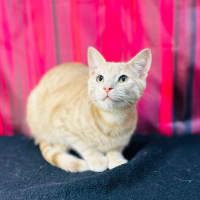 Photo of Jack (Located In Preston) 