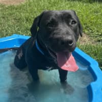 Photo of Hiccup Imp 2853