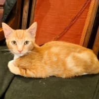 Photo of Peanut