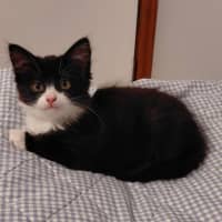 Photo of Suki