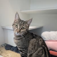 Photo of Cleo Cat Ra