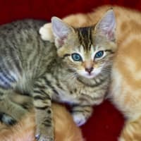 Photo of 💚 Emerald 💚