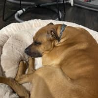 Photo of Apollo