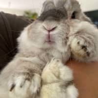 Photo of Gorgeous Milo