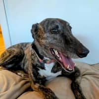 Photo of Tomi, The Greyhound