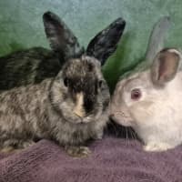 Photo of Skittle (Bonded With Twizzler)