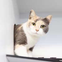 Photo of Lily