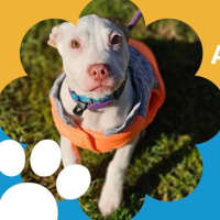Photo of Maximus