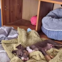 Photo of Turbo