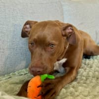 Photo of Ember   14 Month Old Ridgeback X