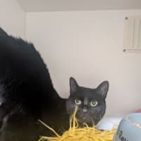 Photo of Raven