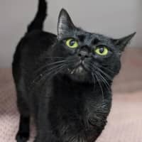 Photo of Noir