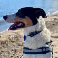 Photo of Toby   2 Year Old Border Collie