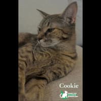 Photo of Cookie